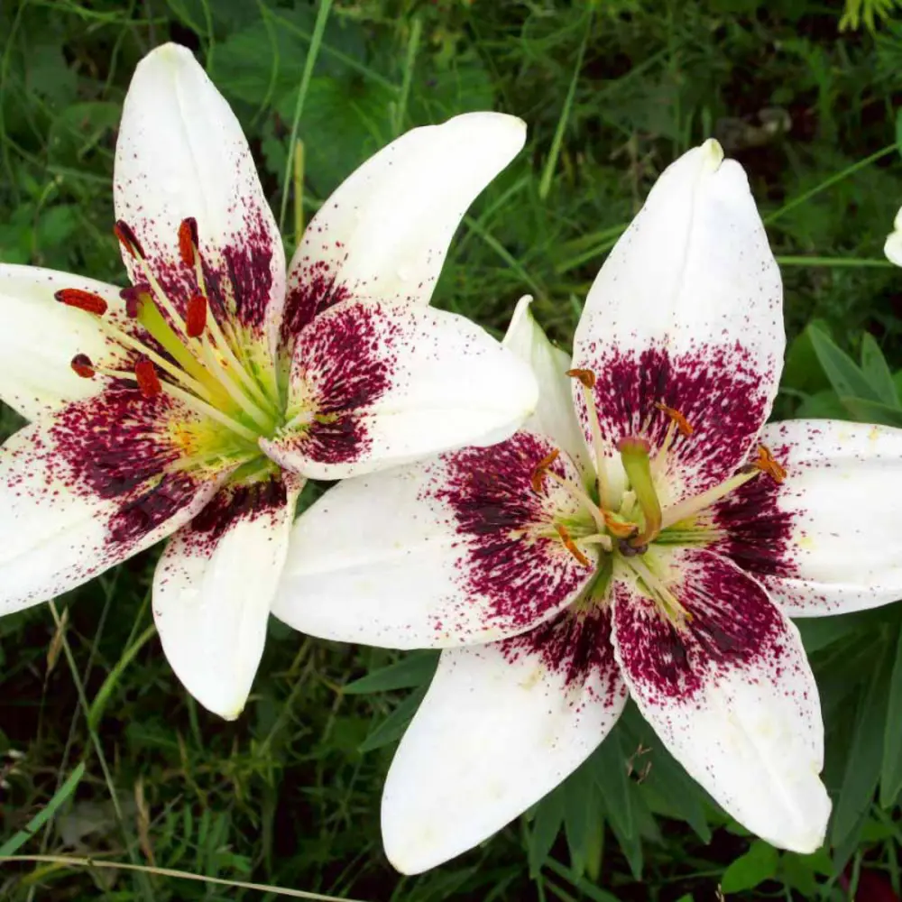 Луковицы лилии азиатской Танго Уайт Пиксель 14мм 89433475 ПОИСК STLM-1571818