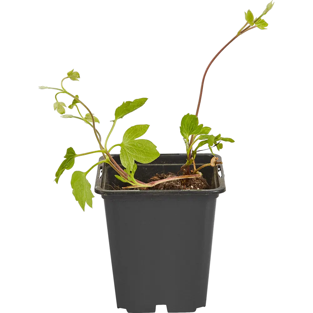 Santreyd Клематис микс - многолетняя цветущая лиана для вертикального озеленения 87718416 STLM-0075237 - Вид №1