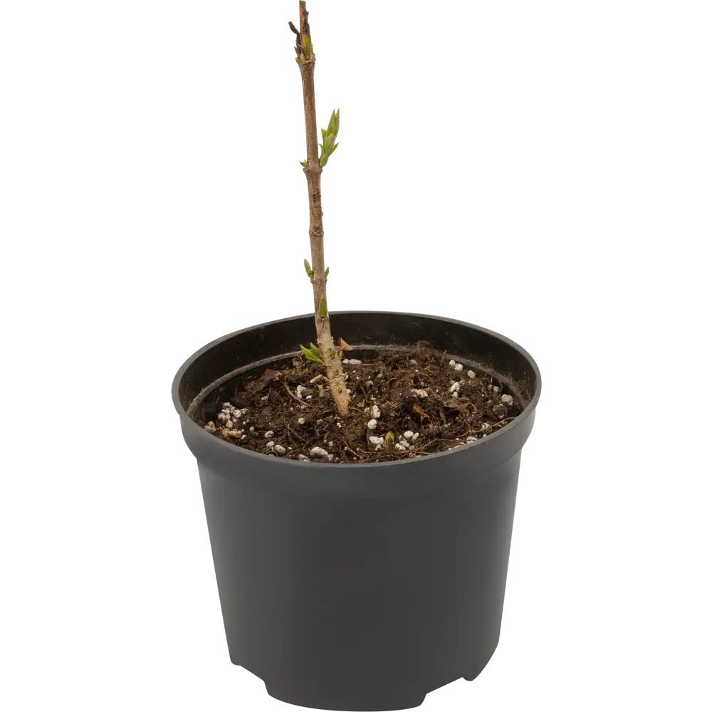 PLANTMARKET Сирень «Красавица Москвы» - саженец с розово-белыми цветами 84828897 STLM-0962020