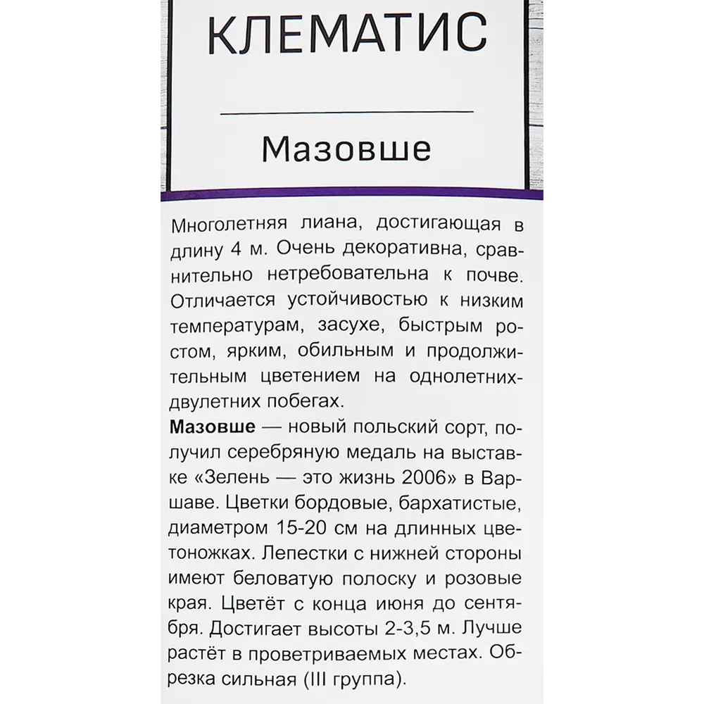 Клематис Мазовше в тубе Поиск Инвест 81951258 STLM-2145126 Santreyd  - Вид №2