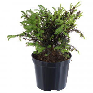 18383071 Ель сербская «Карел», 19х30-40 см