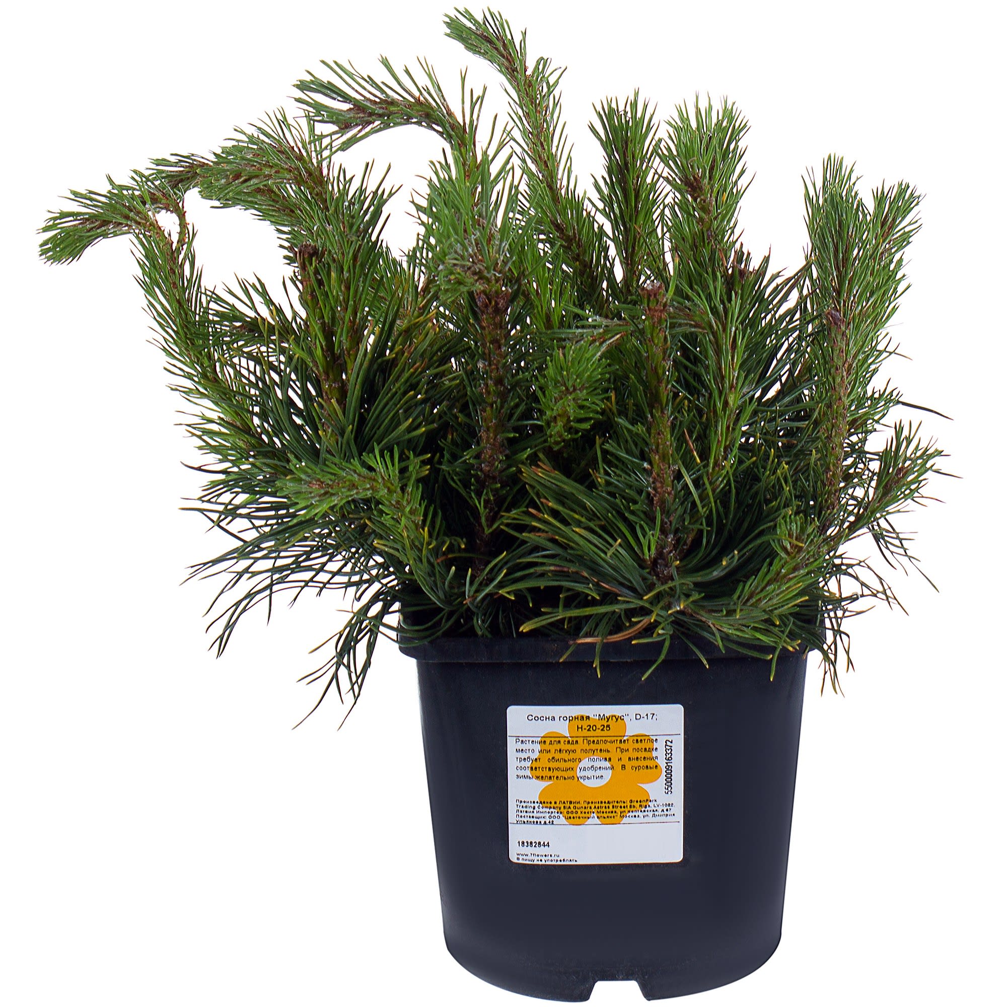 18382844 Сосна горная «Мугус», 17х20-25 см Santreyd 