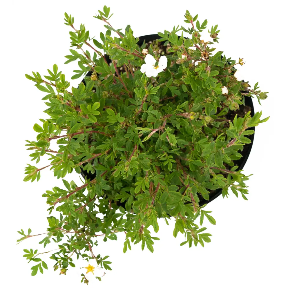 Лапчатка Abbotswood от Santreyd - белоснежный кустарник для живых изгородей 84841623 STLM-0055909 - Вид №2