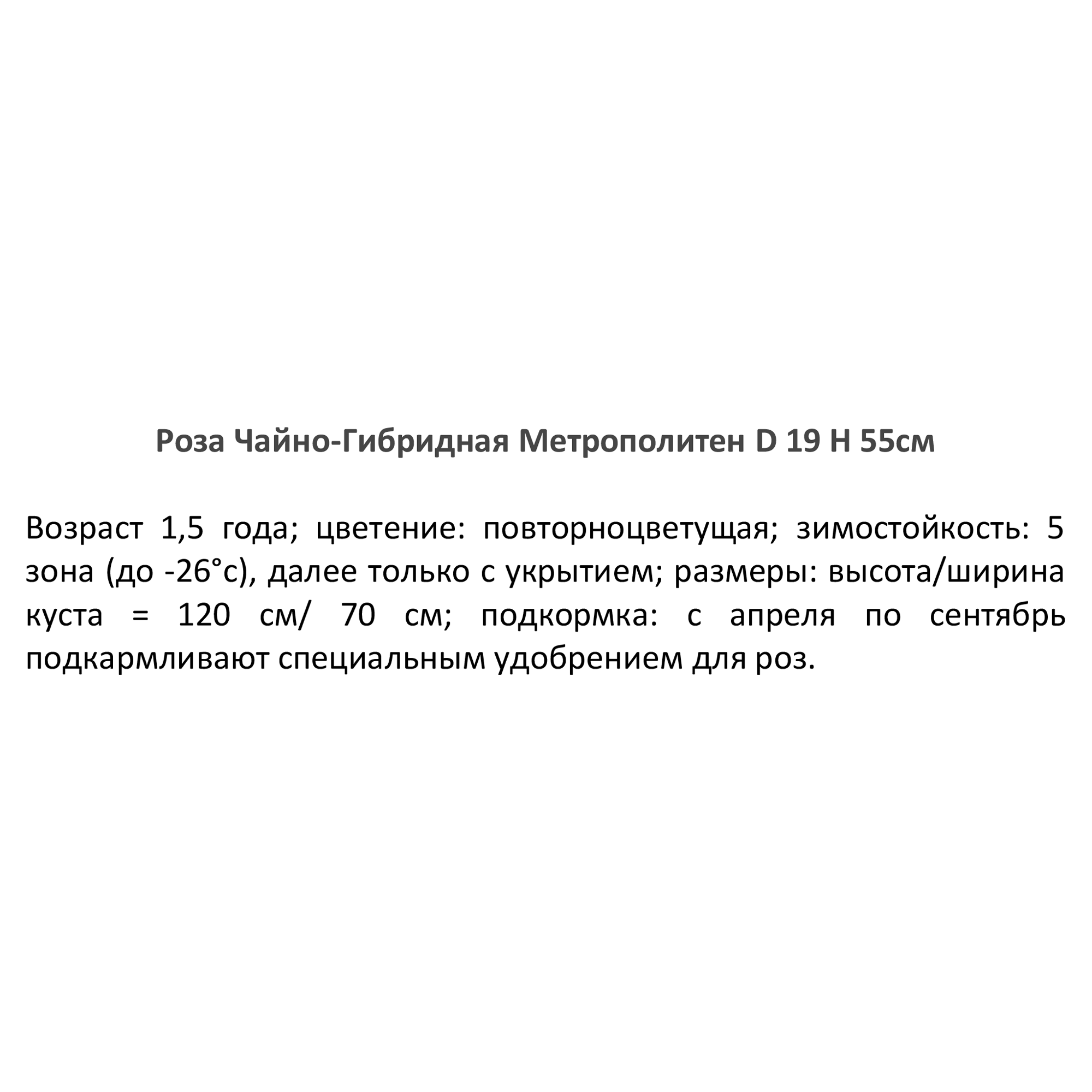 Роза чайно-гибридная Метрополитен - белоснежная красота для сада 84827565 PLANTMARKET STLM-0055701 - Вид №2