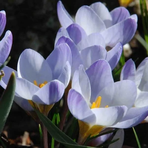 Крокус Geolia «Blue» 15044663 STLM-2152293