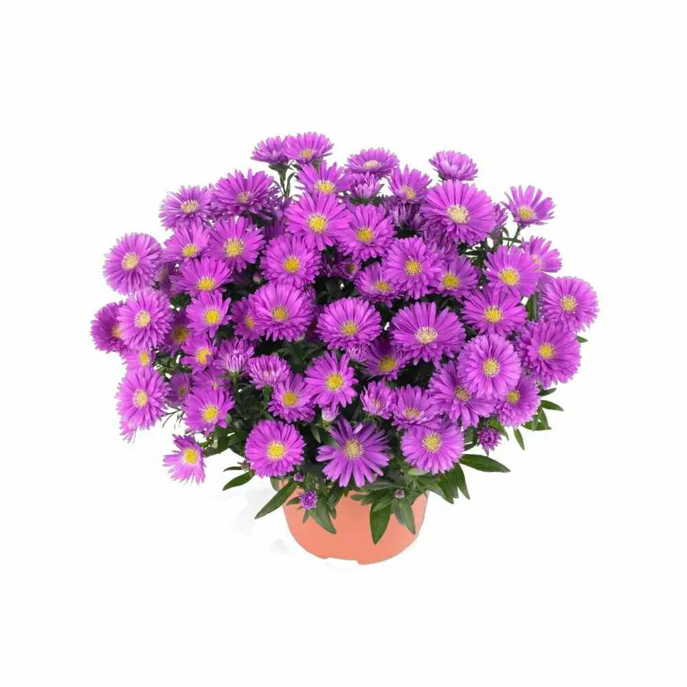 Астра ø17 h35 см 83248254 STLM-2042986 Santreyd 