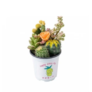 Кактус & суккулент ø11 h15 см 89464663 STLM-2021690