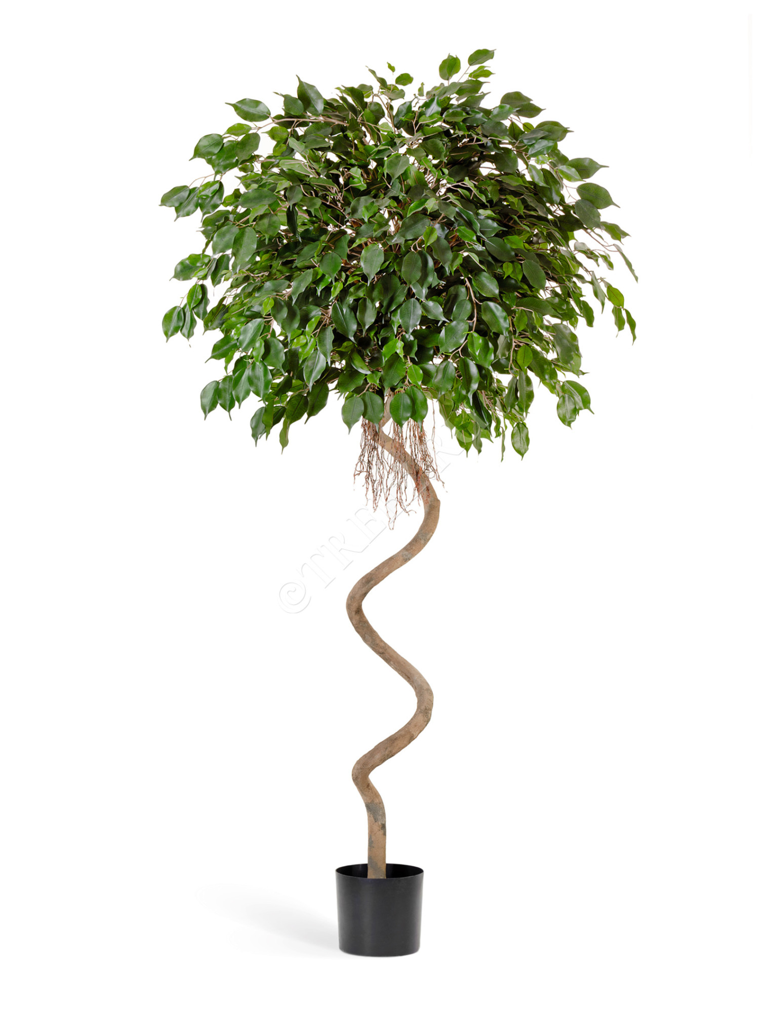 10.47507N Фикус Бенджамина спираль Цветочная коллекция 