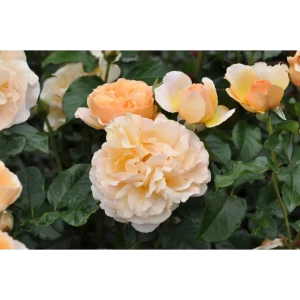 Роза Жорди рока ø9 h39 см 83738679 STLM-2146594
