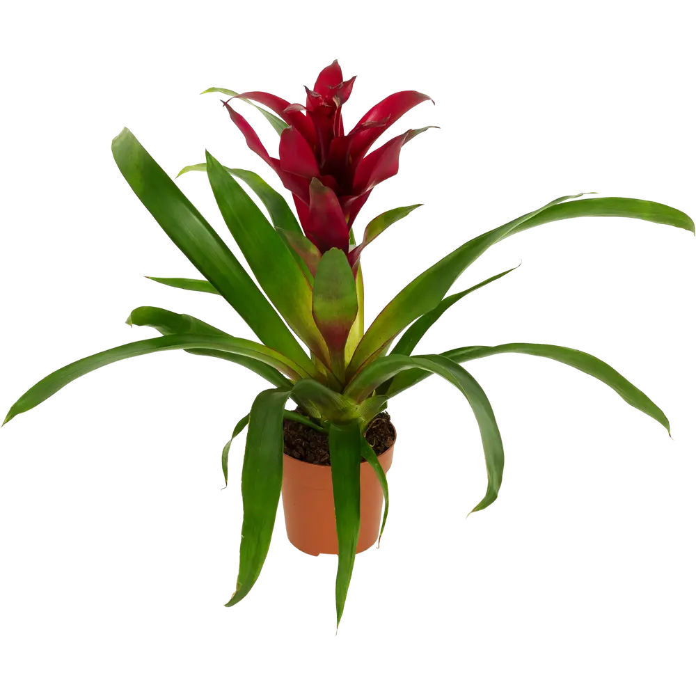 Гузмания микс Santreyd — экзотический акцент для интерьера 14032599 STLM-0004211