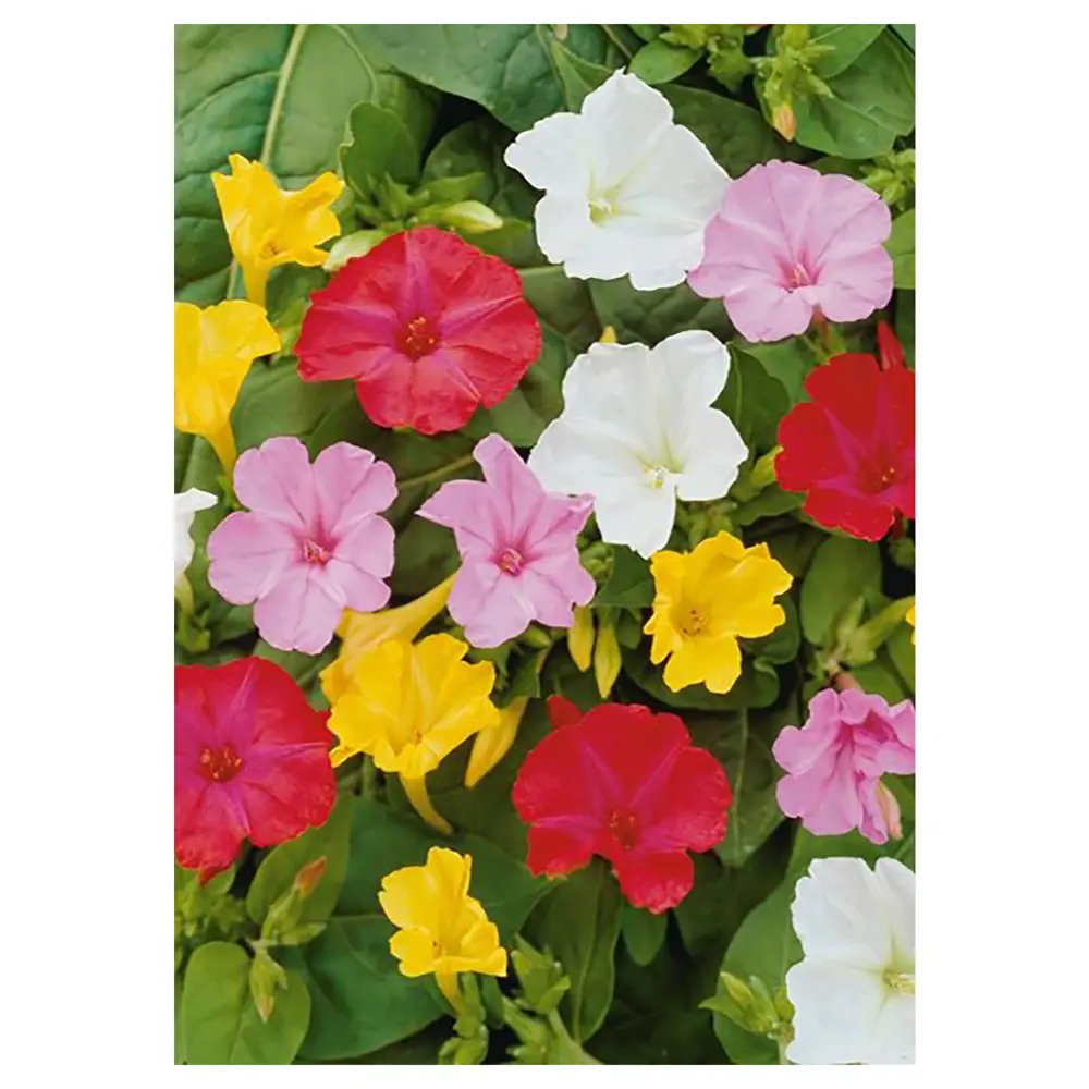 Мирабилис «Jalape No.II» GEOLIA STLM-2072915