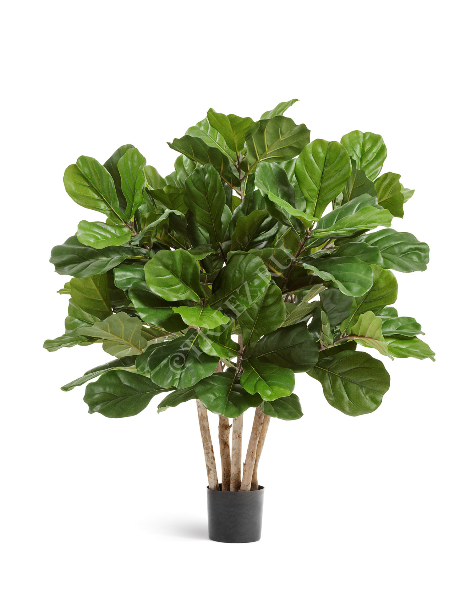 20.6292N Фикус Лирата Гранд куст многоствольный Цветочная коллекция 