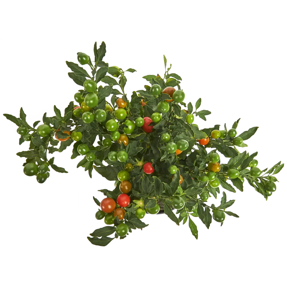 Соланум Бартоли красно-оранжевый 12x25 см 82406529 STLM-2024867 Santreyd  - Вид №1
