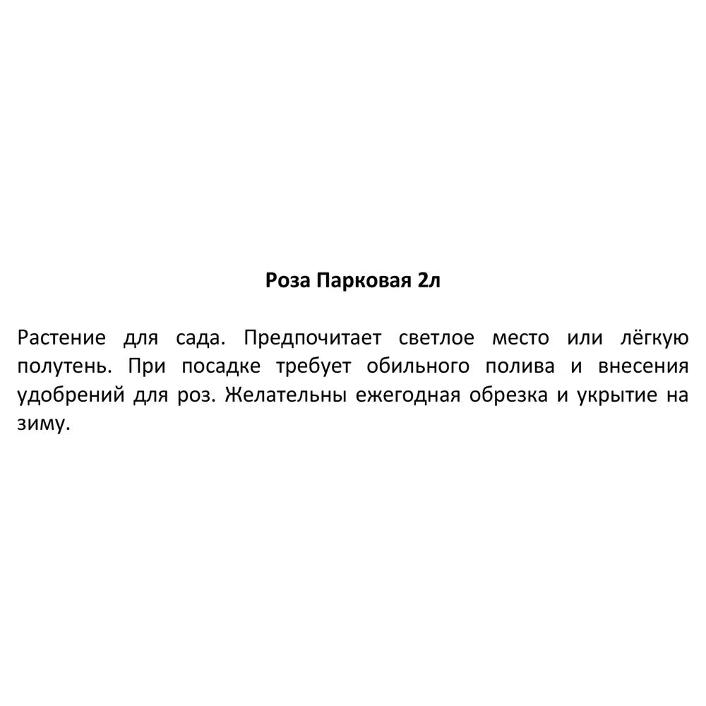 Santreyd Парковая роза микс - изысканное украшение сада 84721377 STLM-0054018 - Вид №5