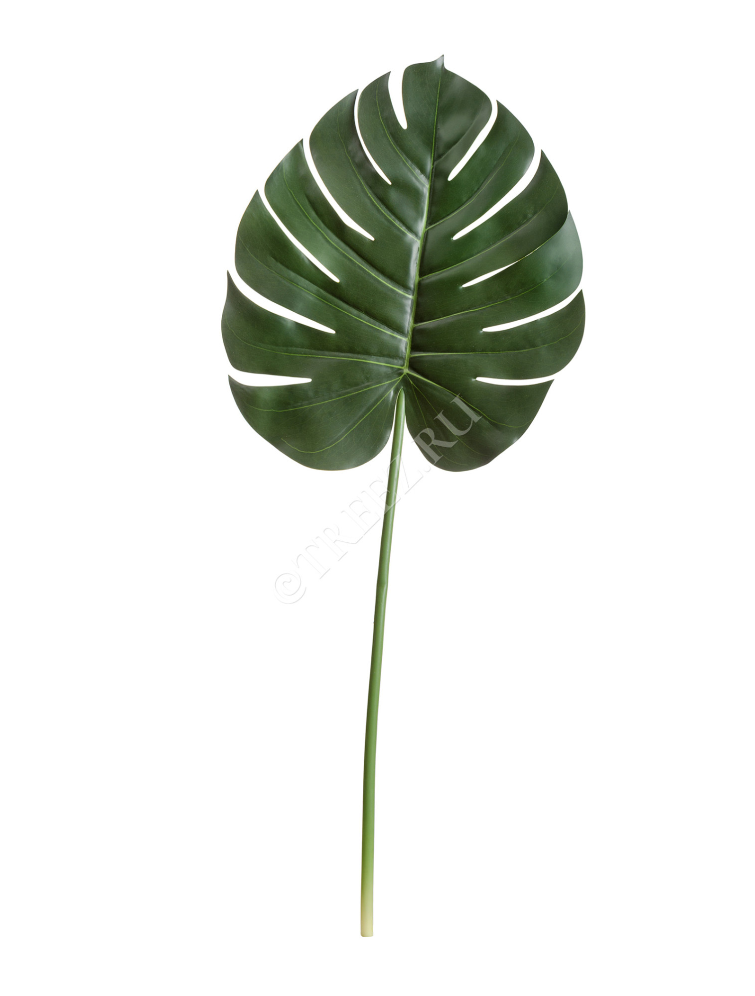 30.0618230L Лист Монстеры Биг Цветочная коллекция 