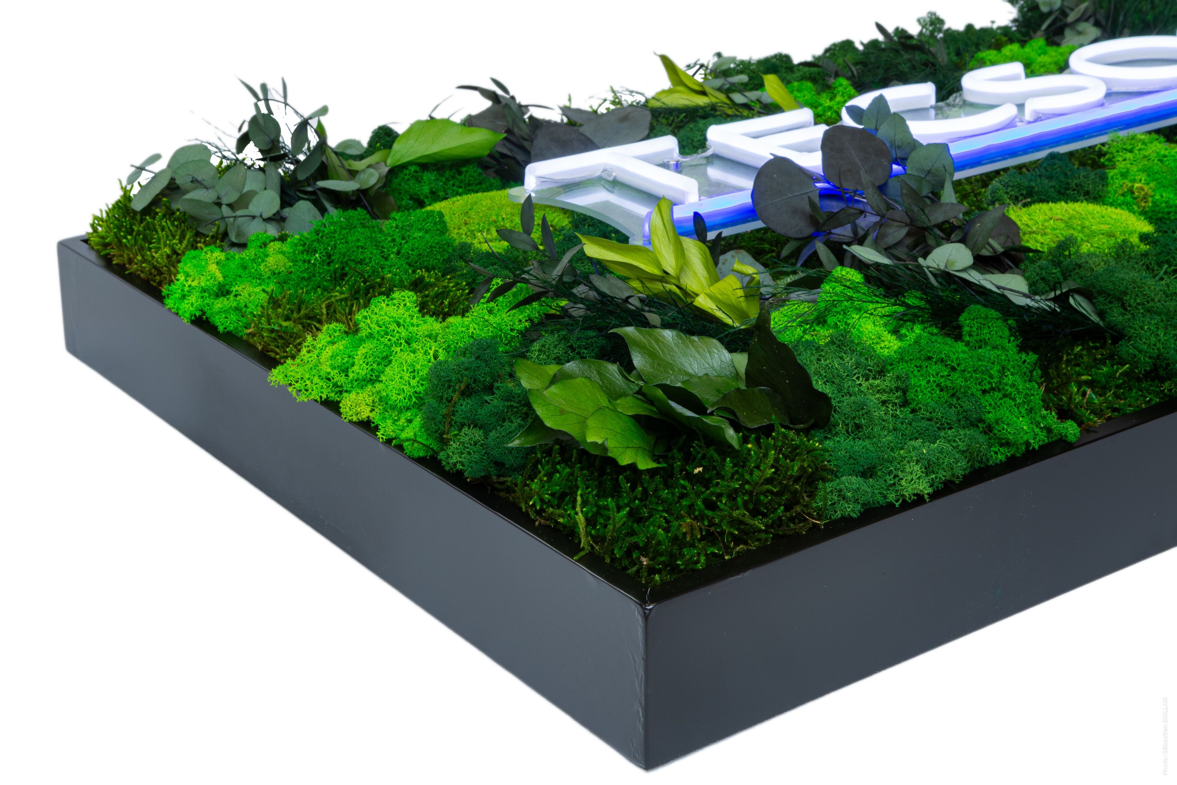 Растительная картина в лишайниках Tecsound PureKustik ARCH-00093539 - Вид №6