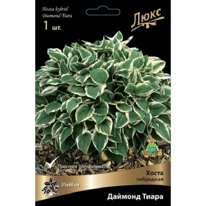 Хоста гибридная Даймонд Тиара 89452356 STLM-2165066