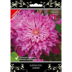 Клематис крупноцветковый Кайзер в капере 82527442 STLM-2155425