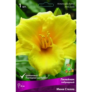 Лилейник гибридный Мини Стелла луковица I 83597558 STLM-2173305