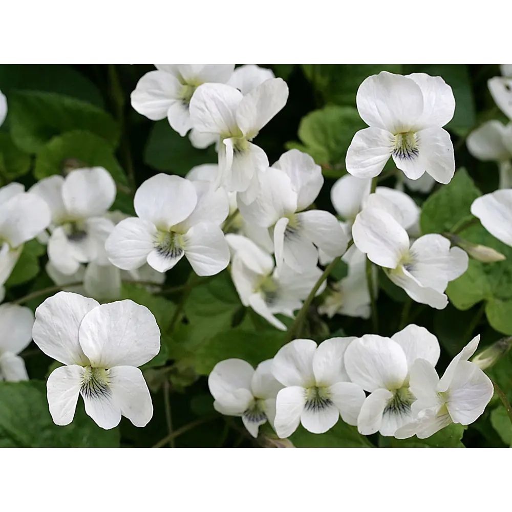 Фиалка душистая Рен Де ø11.5 h30 см 85324936 STLM-2064988 Santreyd 