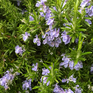 82585484 Розмарин в кассете, 6 шт.