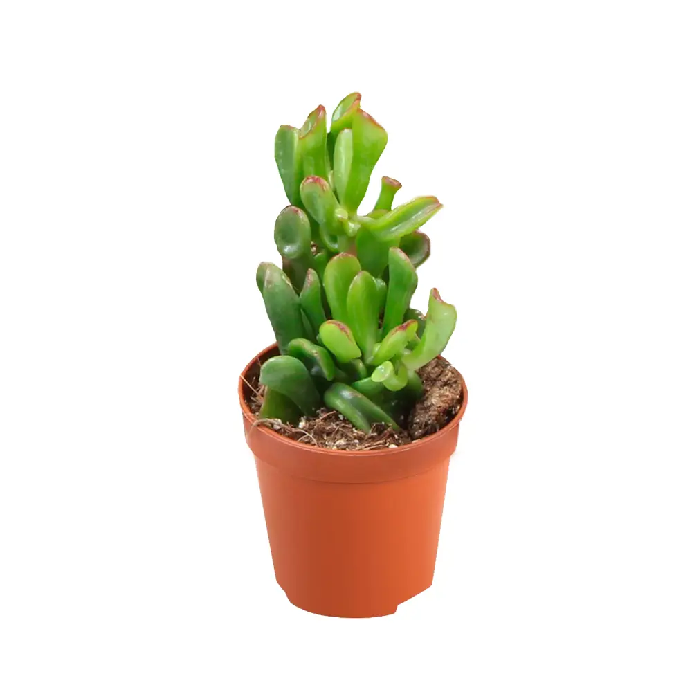 Крассула микс - комнатное декоративно-лиственное растение в горшке ø5.5 см 89434936 Santreyd STLM-1584689 - Вид №1