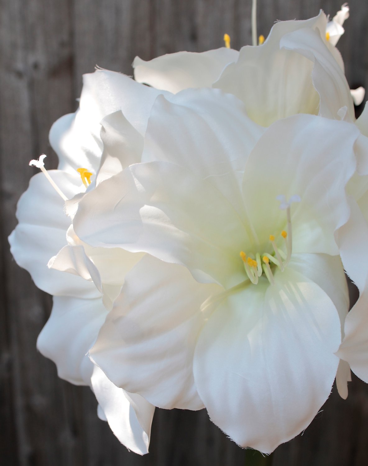 2445 777 a3 Амариллис шелковый, 71 см, белый H-andreas  - Вид №3