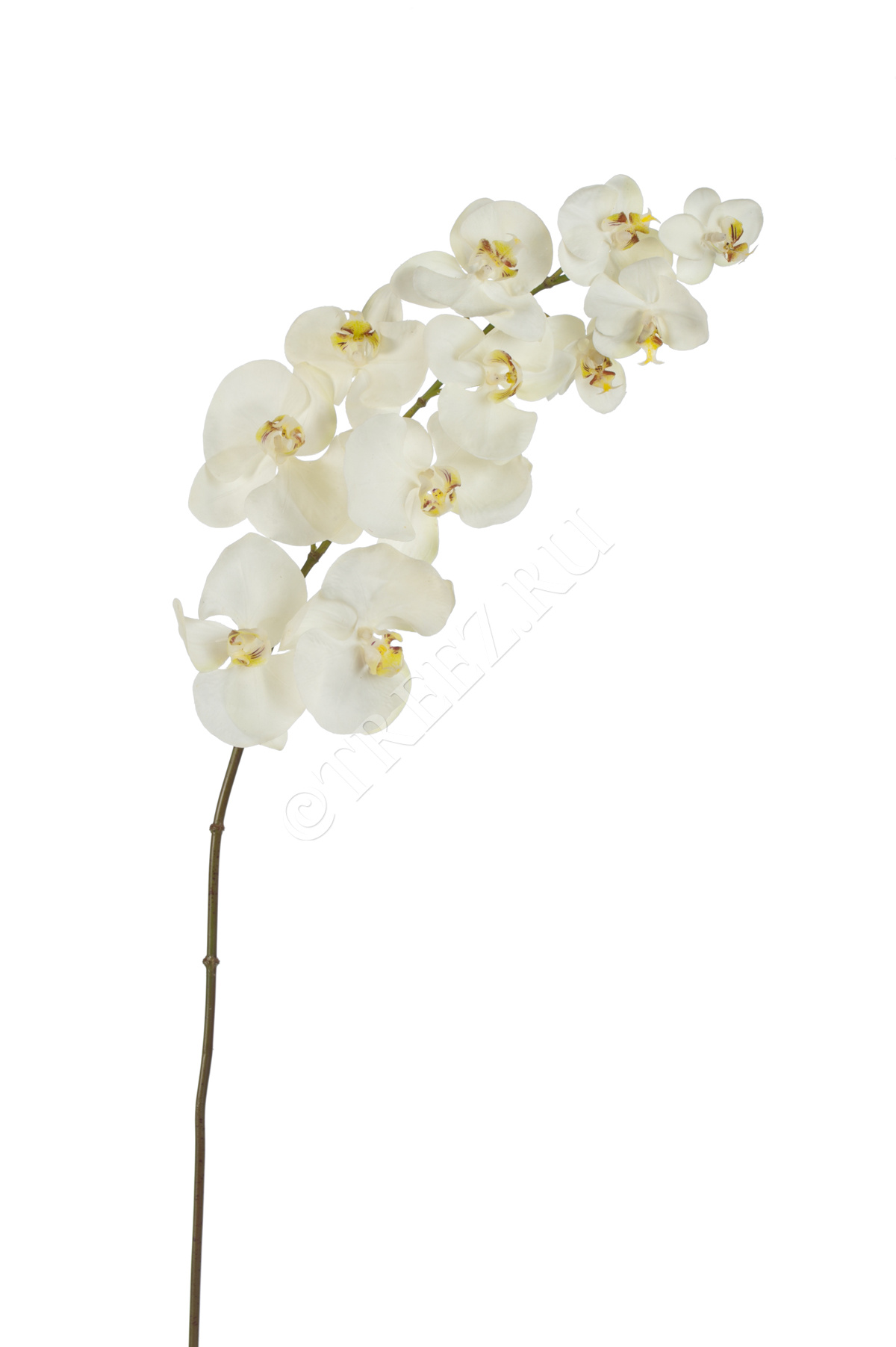 30.03160265WH Орхидея Фаленопсис Sensitive Botanic цвет естественный белый Цветочная коллекция  - Вид №1