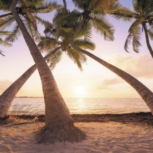 SH074-VD4-Reaching-the-Sun Фотообои Komar Stefan Hefele 2.5х4 м