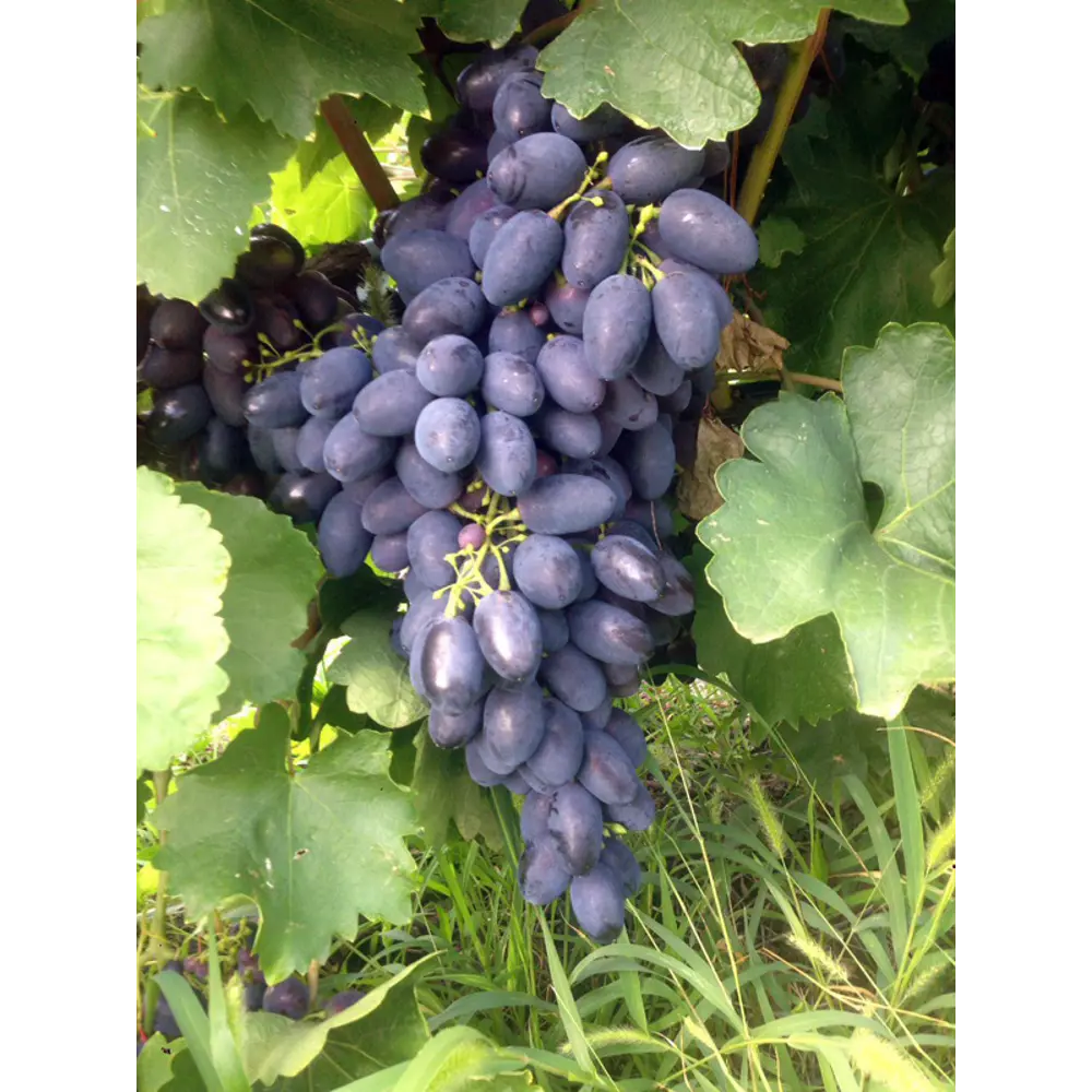 Виноград плодовый Кодрянка ø19 h55 см PLANTMARKET STLM-2102675