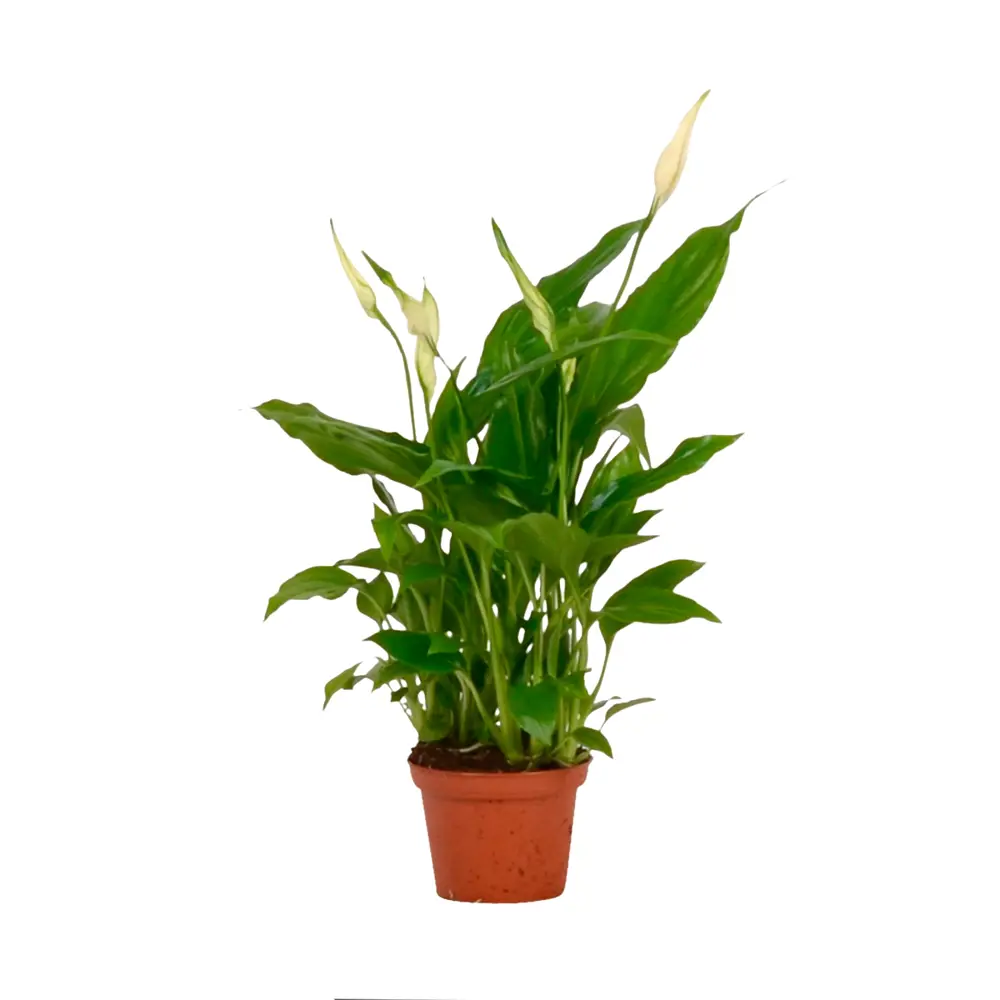 Спатифиллум Шопен - комнатное растение с декоративной листвой ø6 см 89434941 Santreyd STLM-1584716