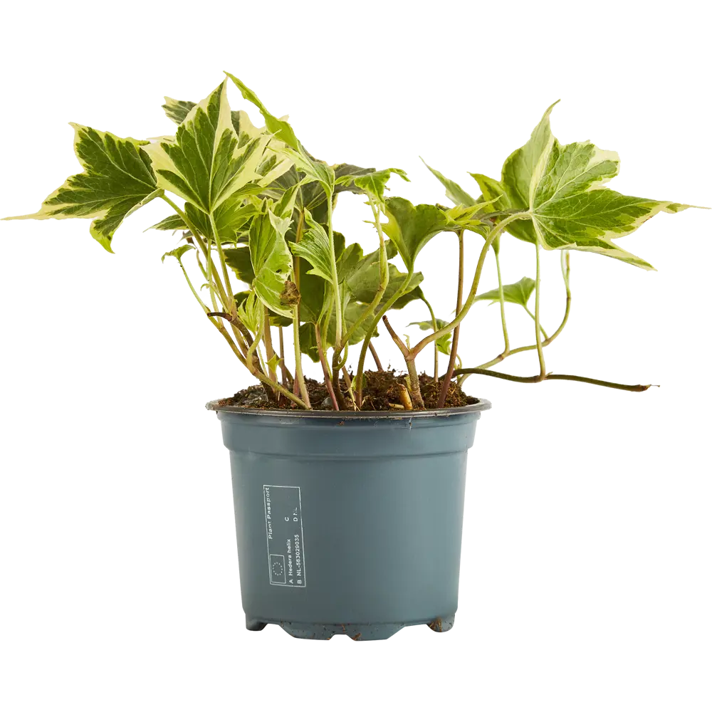 Santreyd Хедера Хеликс микс - живой декор для вертикального озеленения 85324862 STLM-0061474