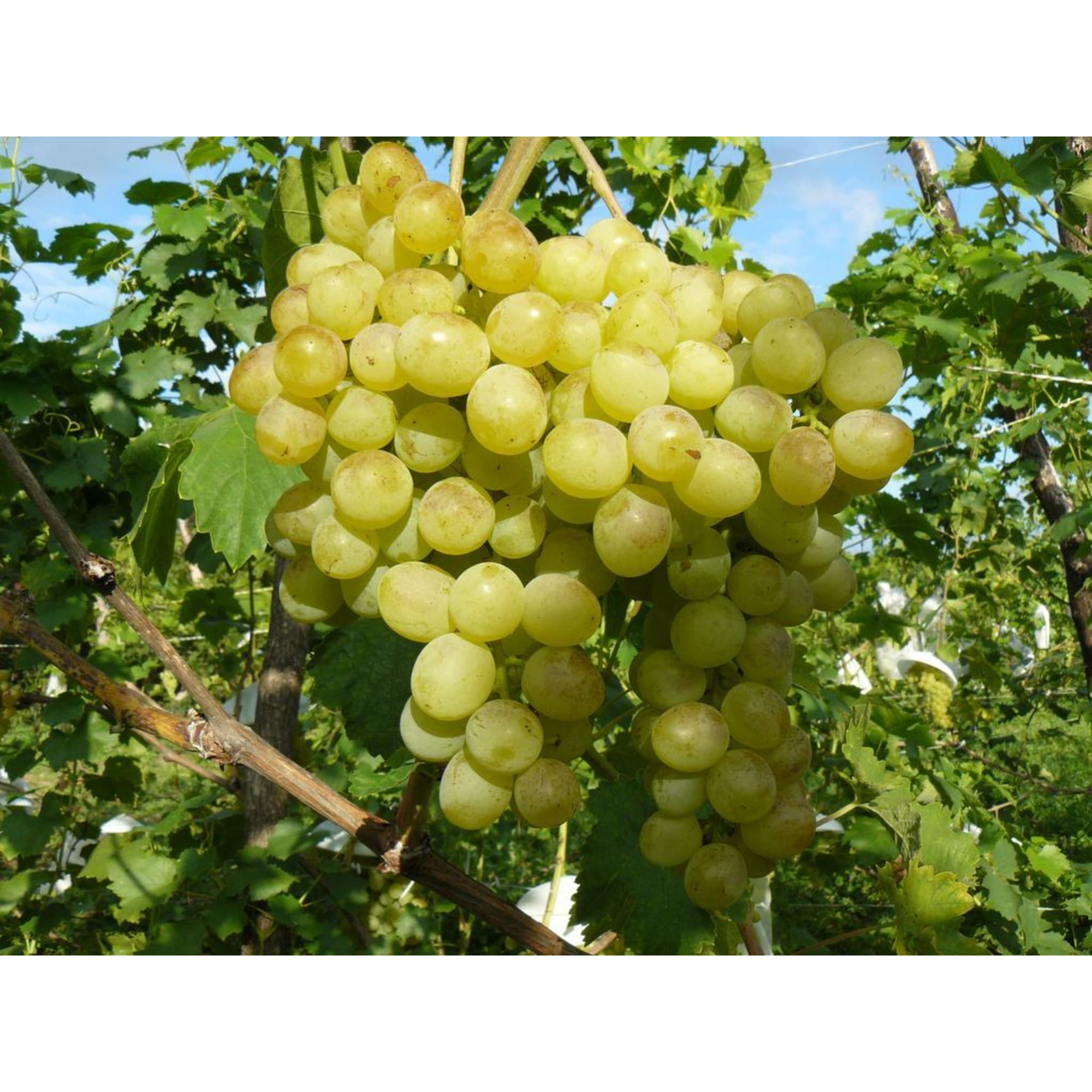 82596929 Виноград плодовый «Восторг» C2 высота 50 см Santreyd  - Вид №2