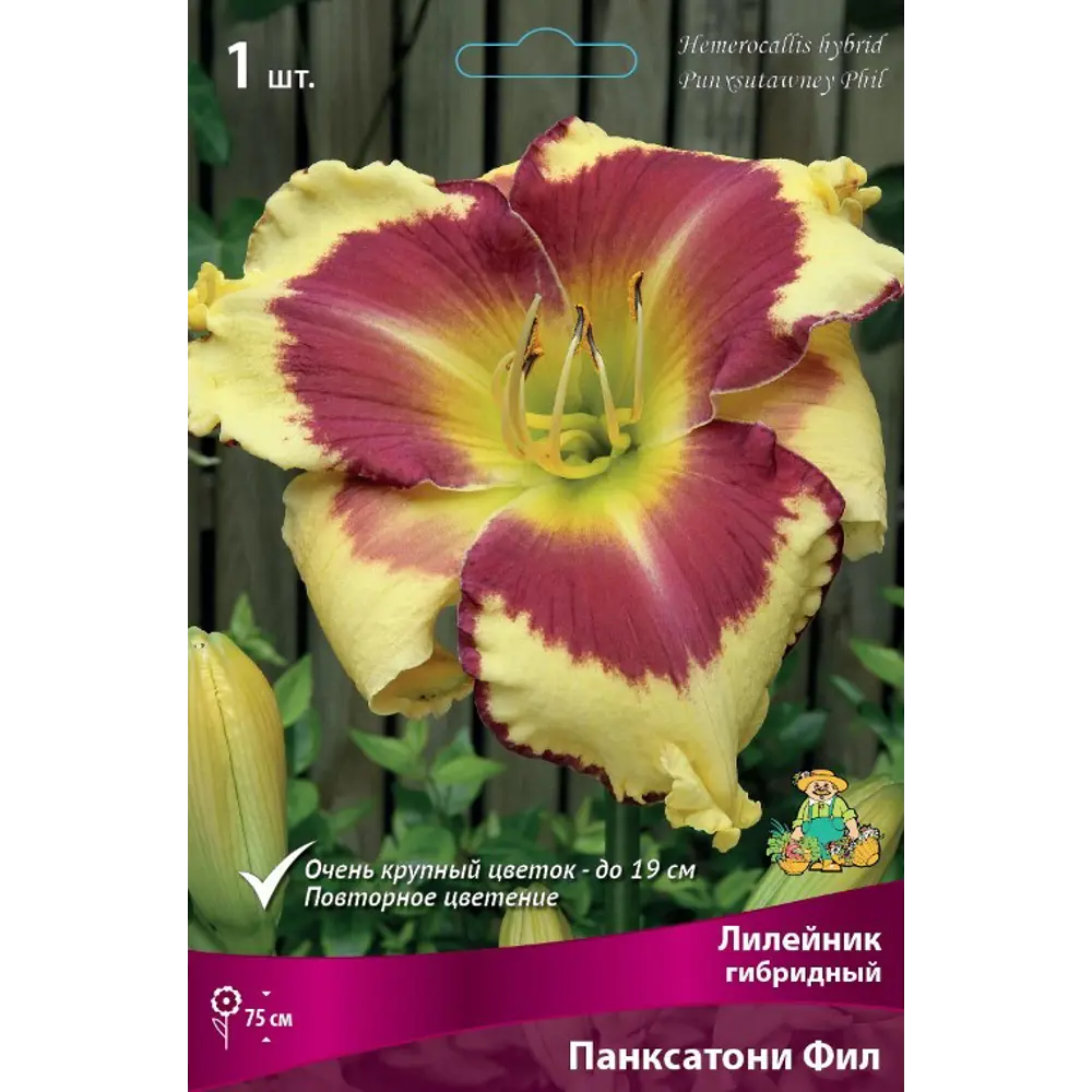 Лилейник гибридный Панксатони Фил луковица I 83597585 STLM-2198843 Santreyd 