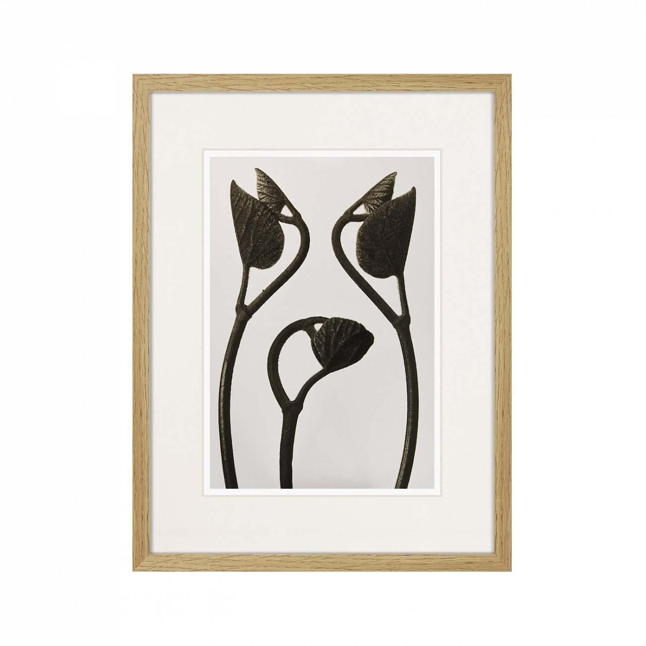 Картина: Botanical philosophy of forms №3, 1912г. КАРТИНЫ В КВАРТИРУ  264877 Разноцветный  - Вид №1