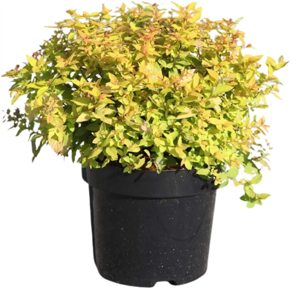 Спирея японская Голден Принцесс ø9 h15 см 84829083 STLM-2078155 PLANTMARKET  - Вид №1