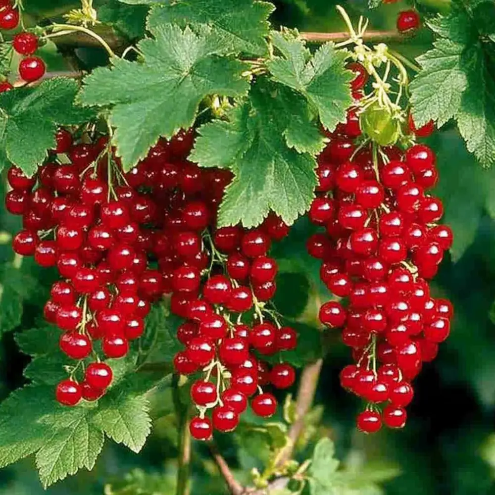 Смородина красная Голландская красная 89465393 STLM-2096124 PLANTMARKET 