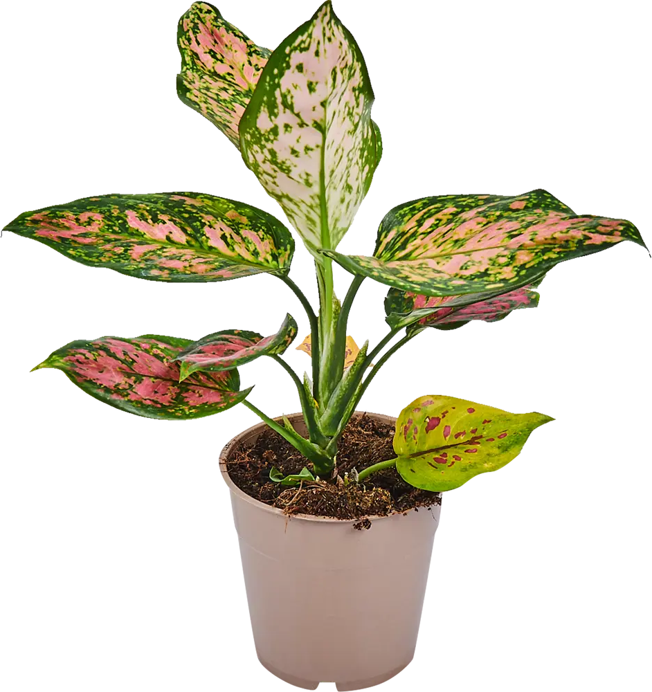 Santreyd Аглаонема Лайт стар — комнатное растение с резными листьями 82741698