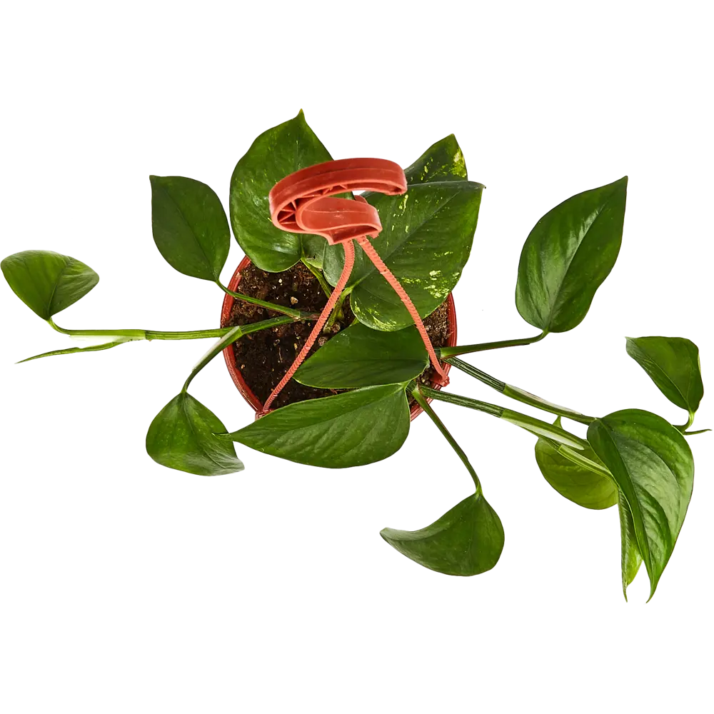 Эпипремнум Santreyd - живая зелень для интерьера 85535976 STLM-0949283 - Вид №2