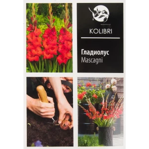 Гладиолус крупноцветковый «Маскагни» 82539347 STLM-2136453