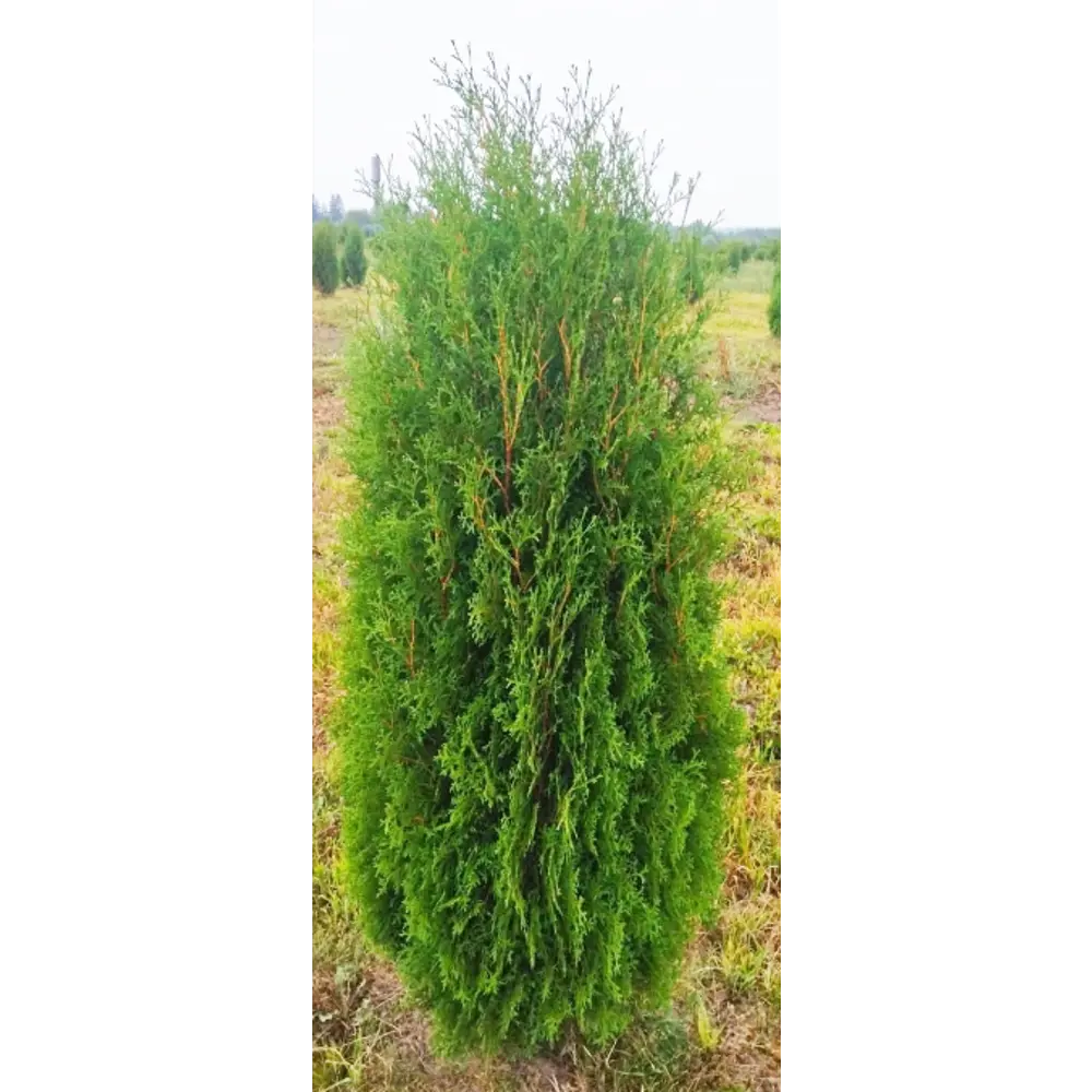Туя западная Фастигиата ø44 h140 - 160 см 82779966 STLM-2162074 ГАВРИШ 