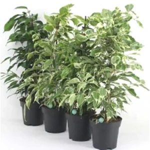 Фикус Бенджамина микс 14x55 см 82141724 STLM-2091811