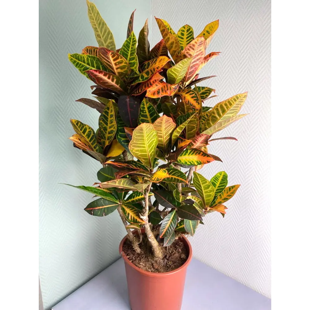 Кодиеум Вариегатум Santreyd ø25 h70 см - яркий акцент для интерьера 89399312 STLM-1434982