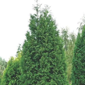 Туя западная Брабант 80-100x40 см С15 13579701 STLM-2132330