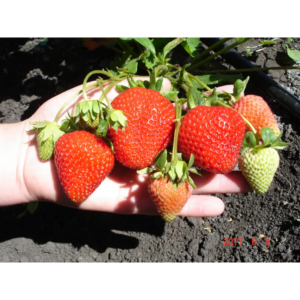 Земляника садовая «Портола» 9x15 см 82625410 STLM-2119366 PLANTMARKET  - Вид №2