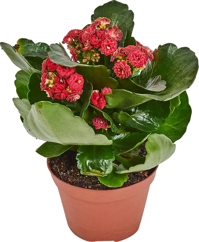 Santreyd Каланхоэ Каландива Ле Шик - цветущий суккулент с лечебными свойствами 82579805