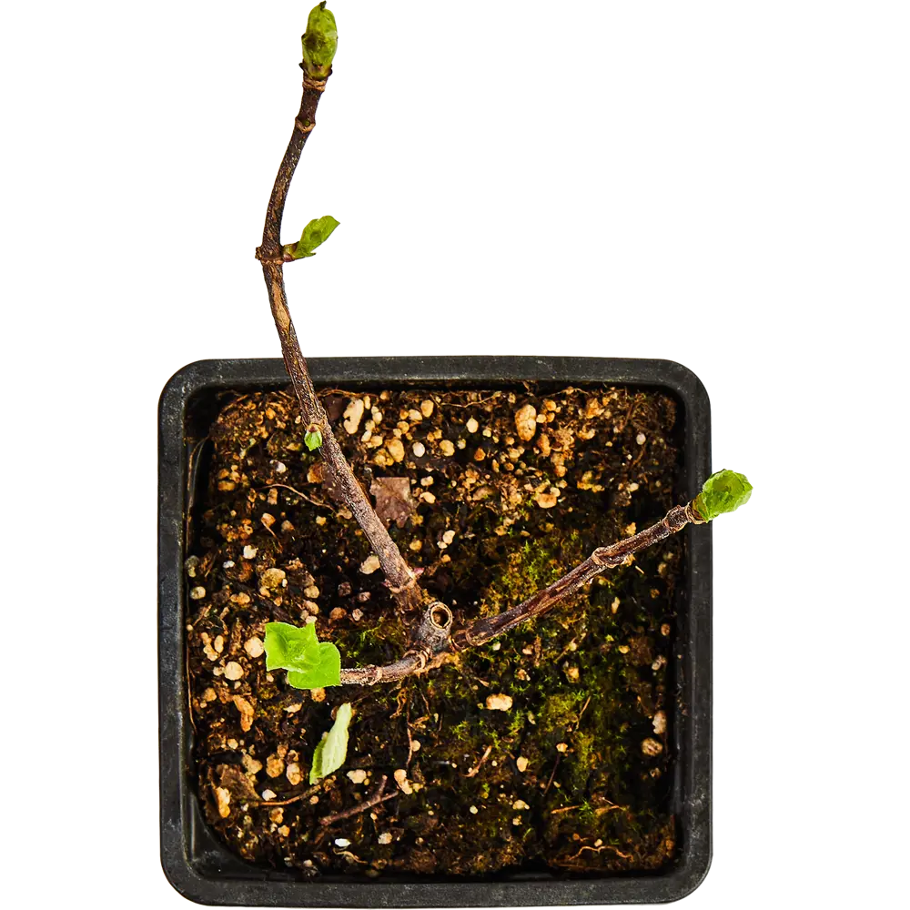 Гортензия Меджикал Мунлайт от Santreyd - саженец для волшебного сада 89365006 STLM-0965361 - Вид №2