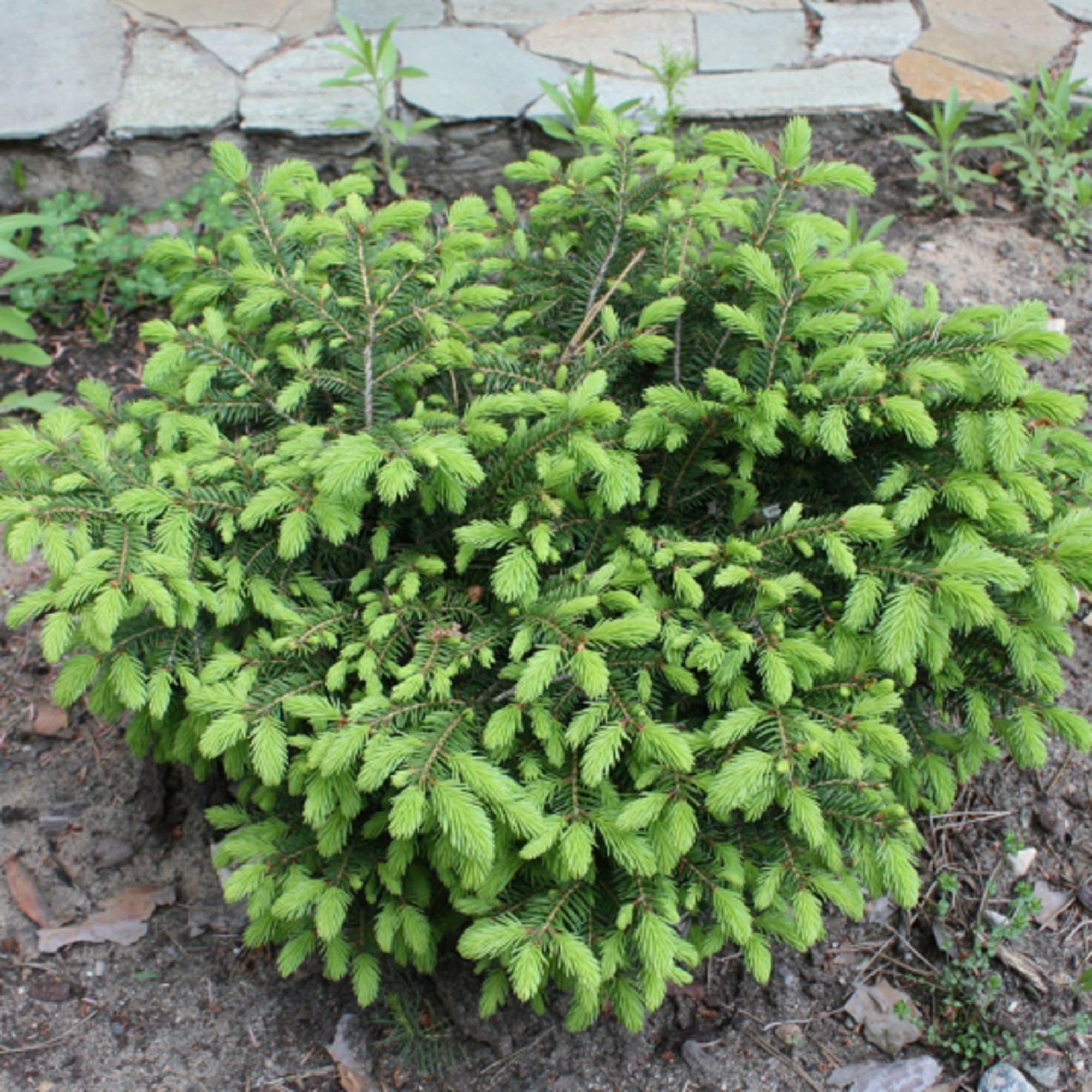 81959247 Ель обыкновенная «Нидиформис» С2-3/30-50 Santreyd  - Вид №2