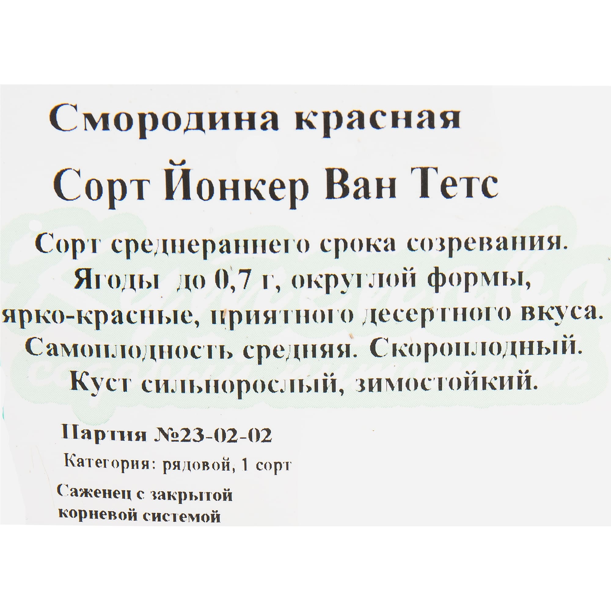 82597126 Смородина красная «Йонкер ван Тетс» C2 высота 40 см Santreyd  - Вид №1