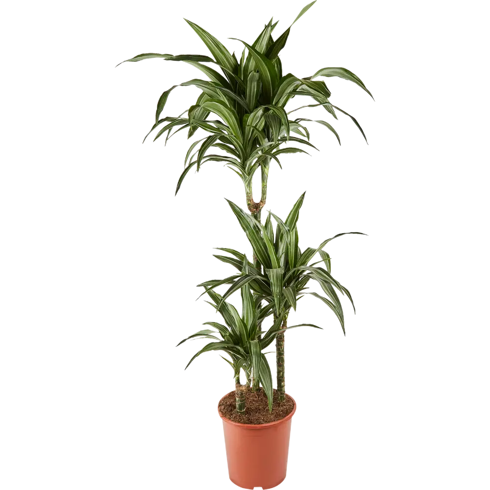 Santreyd Драцена Фрагранс — вечнозеленая комнатная пальма с высоким ростом 84586885 STLM-0052387